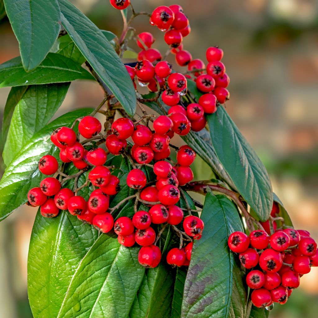 Cotoneaster lacteus - Milky Cotoneaster