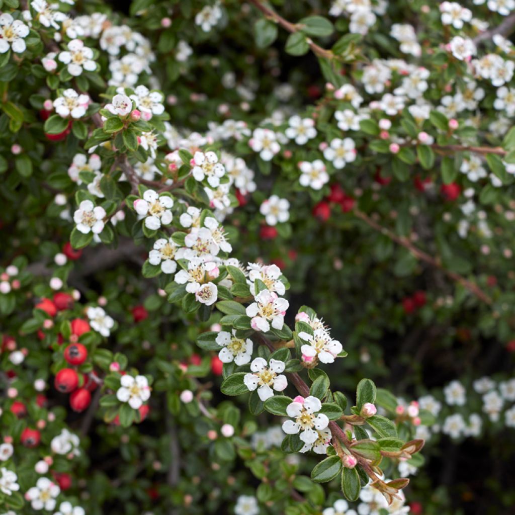 Cotoneaster microphyllus