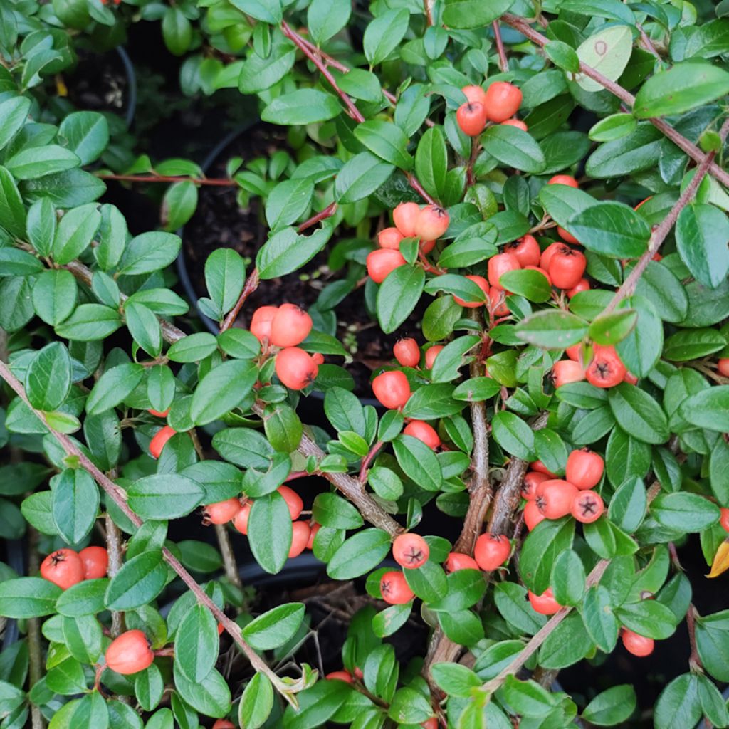 Cotoneaster suecicus Coral Beauty