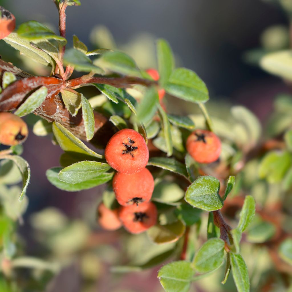 Cotoneaster suecicus Coral Beauty