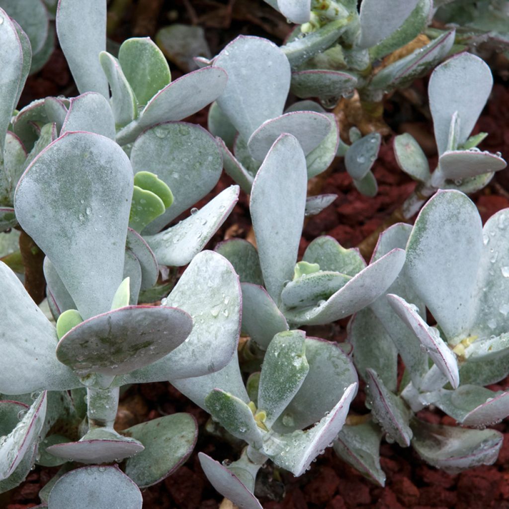 Cotyledon orbiculata Grey - Succulent