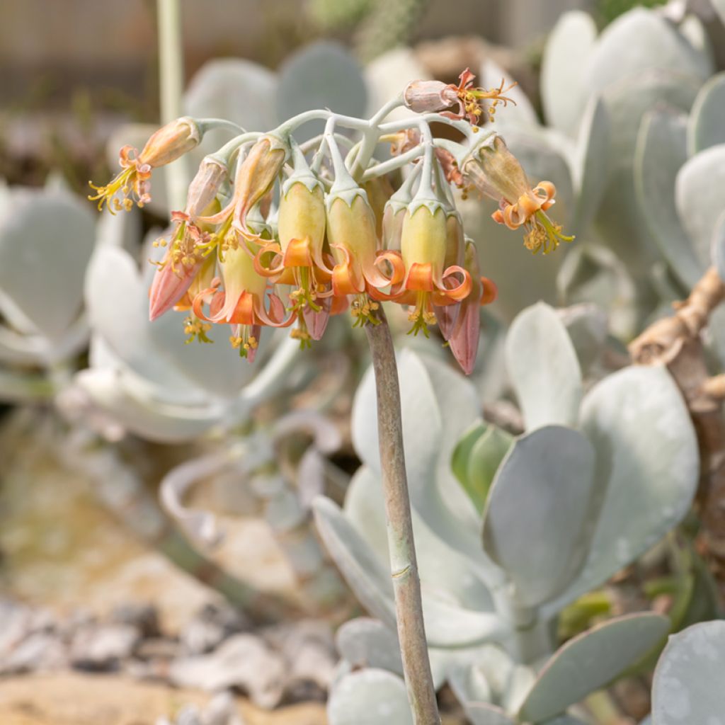 Cotyledon orbiculata Grey - Succulent