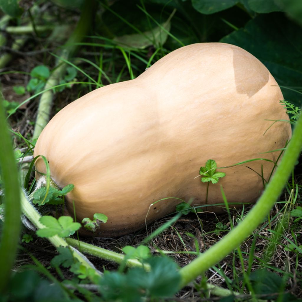 Cucurbita moschata Ferme de Sainte Marthe organic seeds - Butternut squash