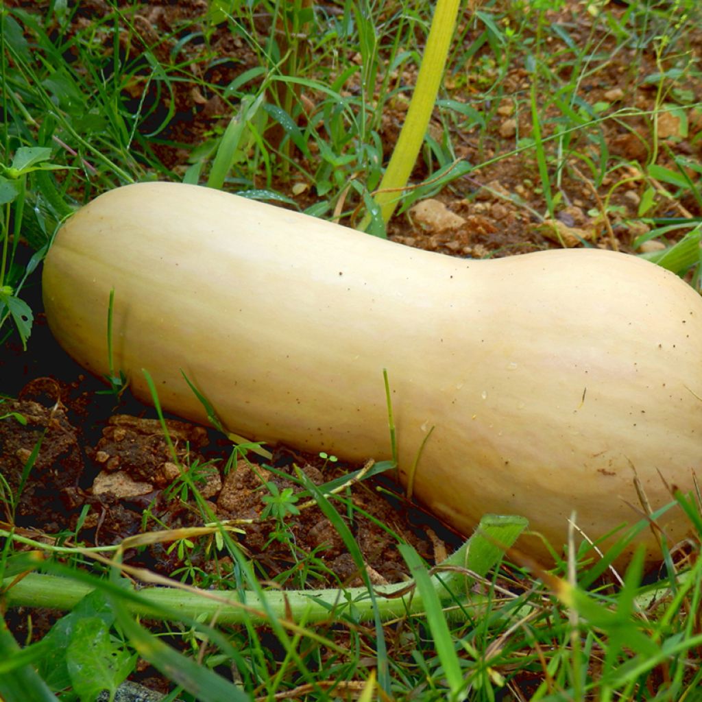 Cucurbita moschata Hercules F1 seeds - Butternut squash