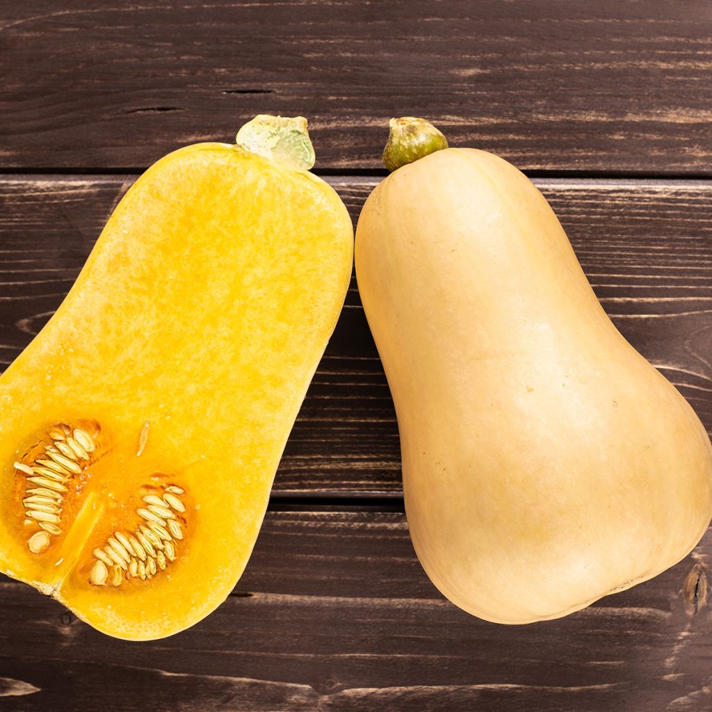 Squash Waltham Butternut - Cucurbita moschata