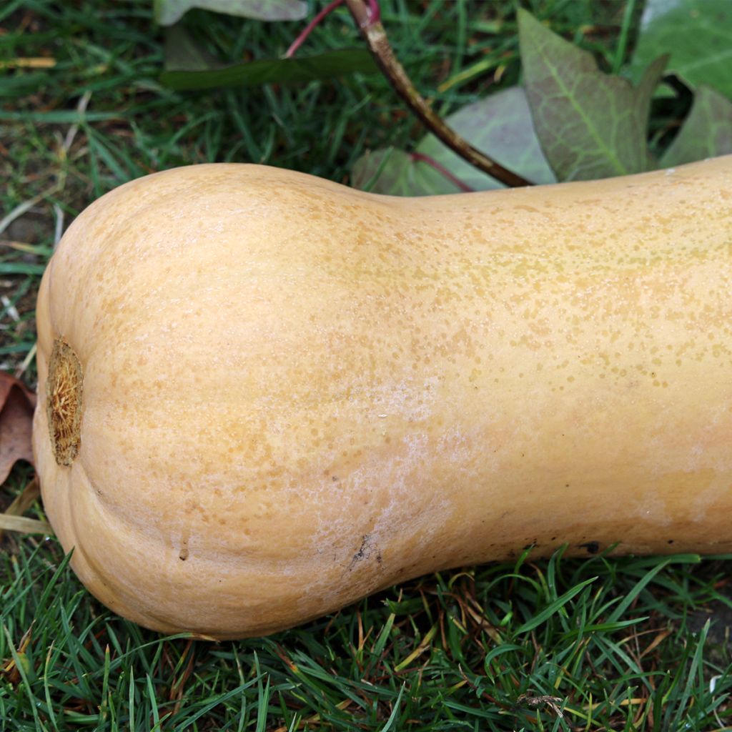 Squash Waltham Butternut - Cucurbita moschata