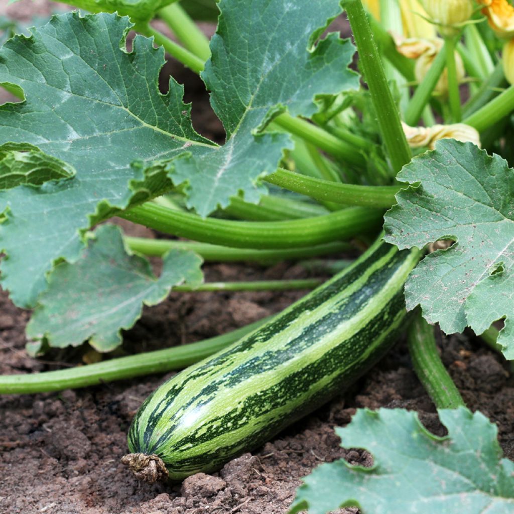Zucchini Green Bush 4
