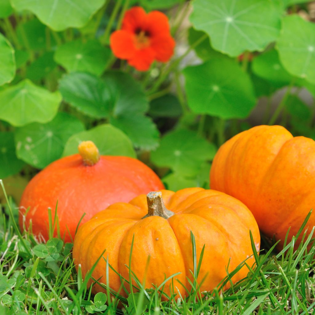 Squash Jack Be Little - Cucurbita pepo