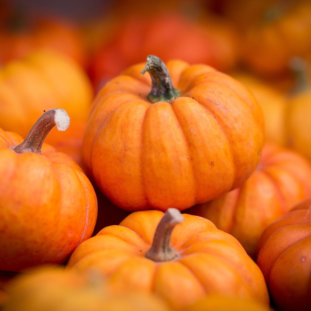 Squash Jack Be Little - Cucurbita pepo