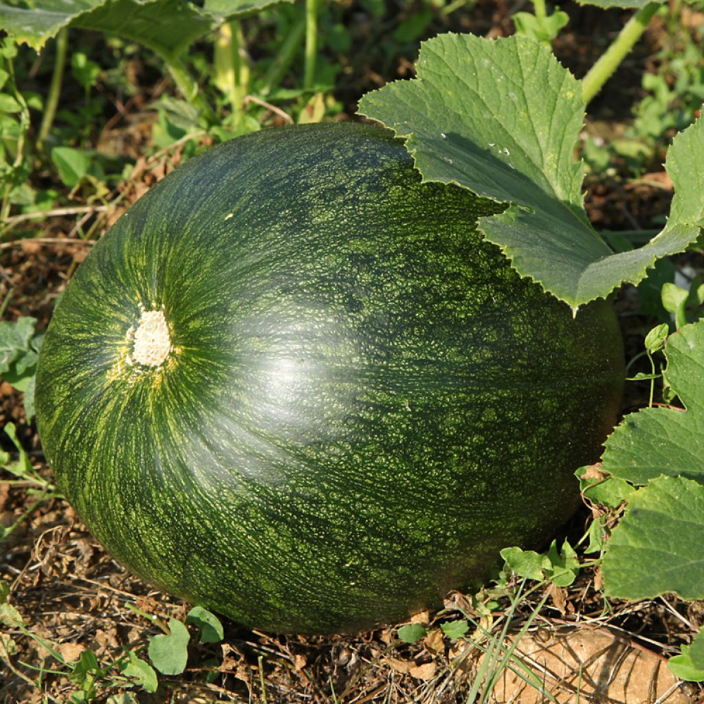 Cucurbito pepo Lady Godiva organic seeds - pumpkin