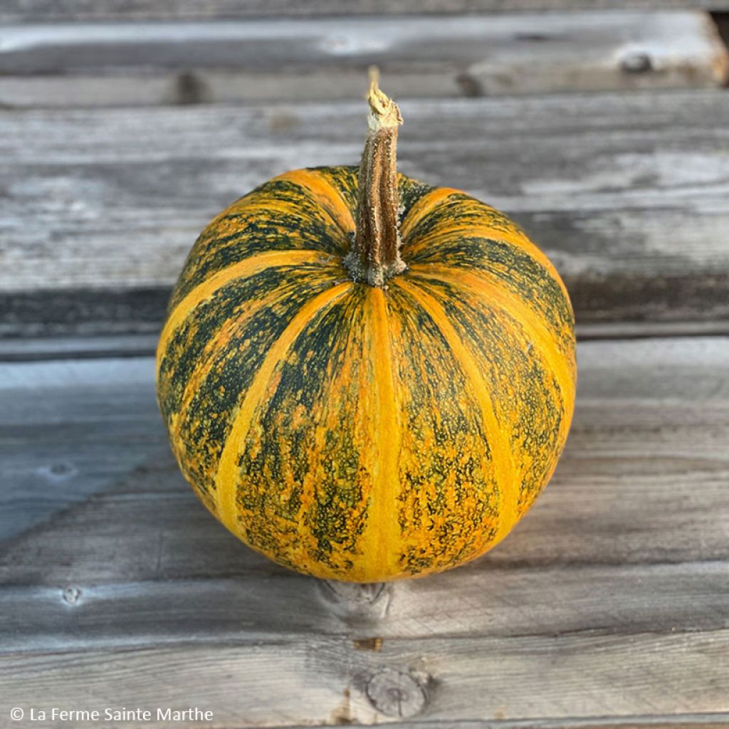 Cucurbito pepo Lady Godiva organic seeds - pumpkin