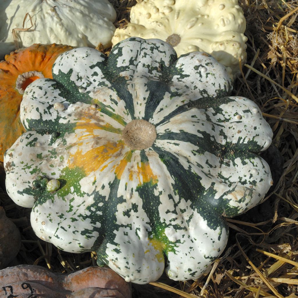 Patty Pan Squash Variegated - Cucurbita pepo