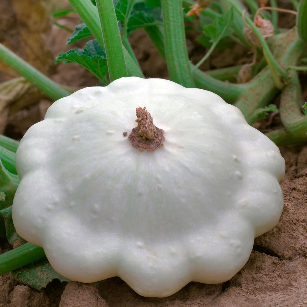 White Pattypan Squash - Cucurbita pepo