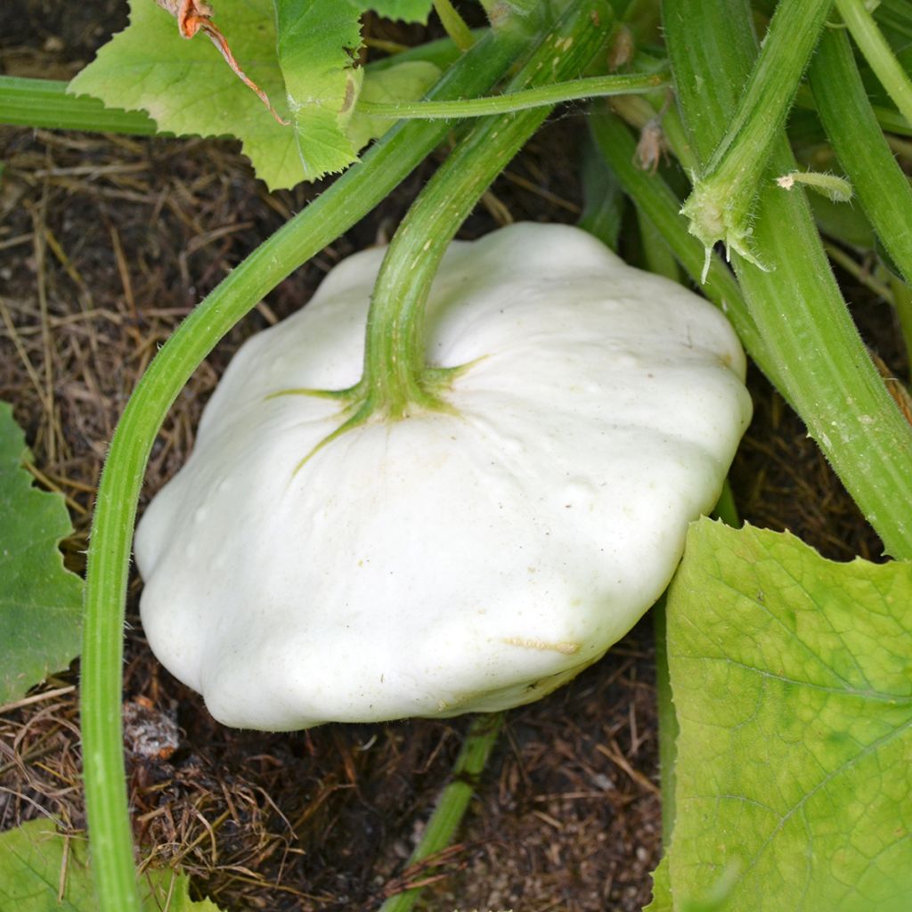 White Pattypan Squash - Cucurbita pepo
