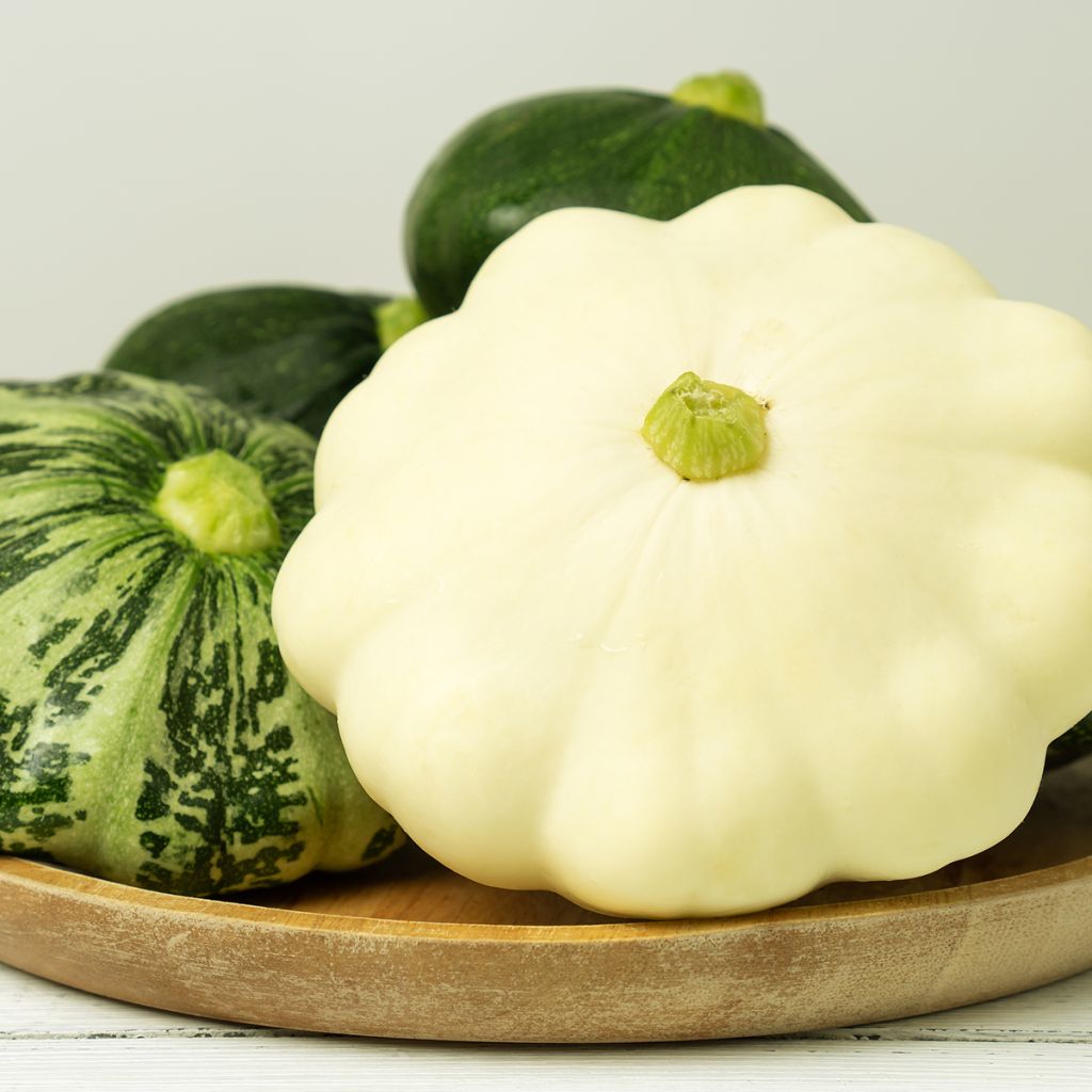 White Pattypan Squash - Cucurbita pepo