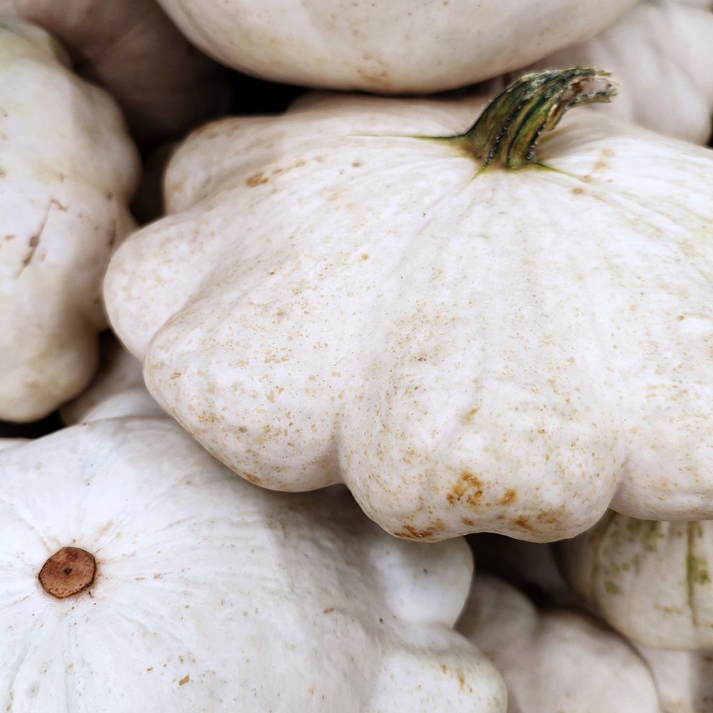 White Pattypan Squash - Cucurbita pepo