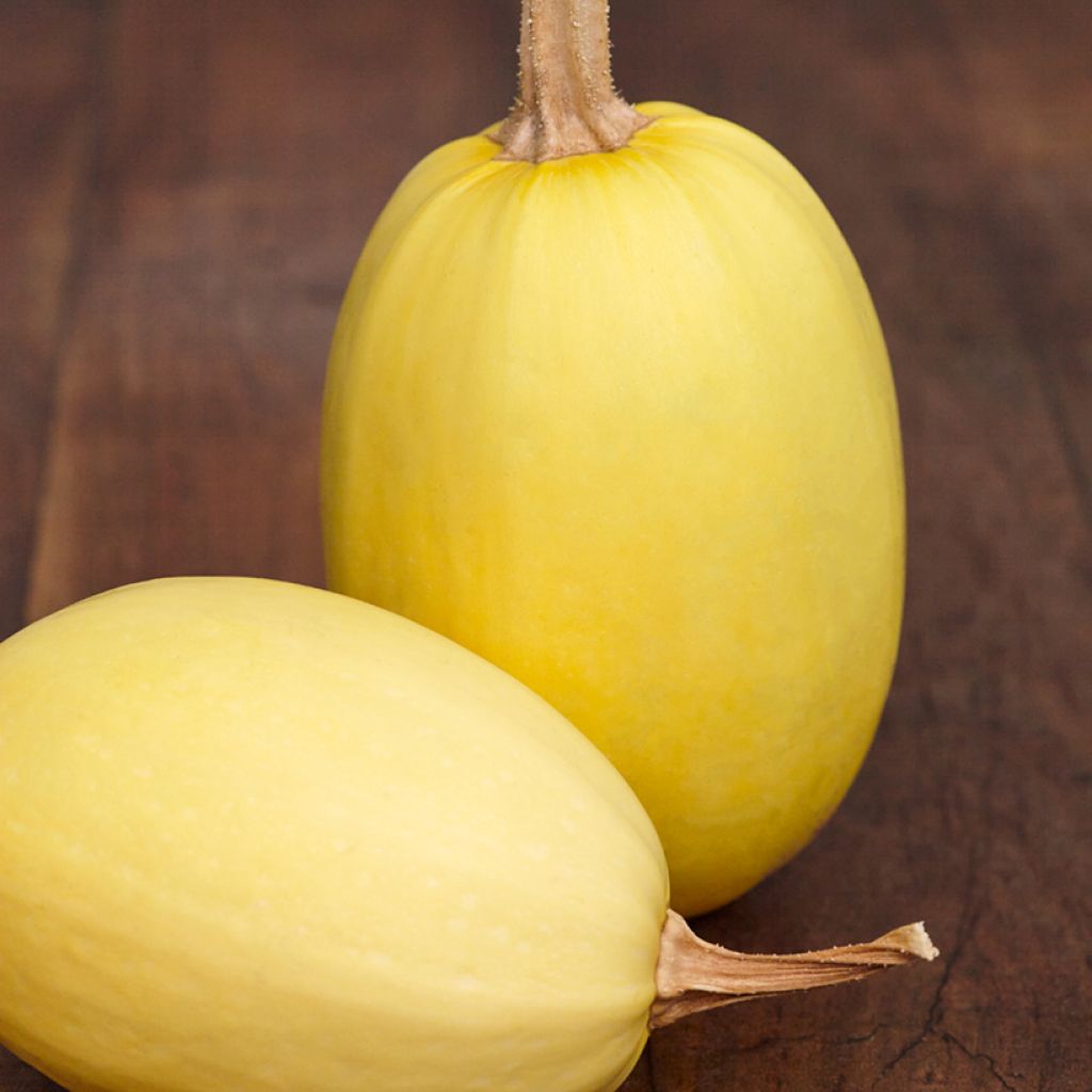 Spaghetti Squash - Cucurbita pepo