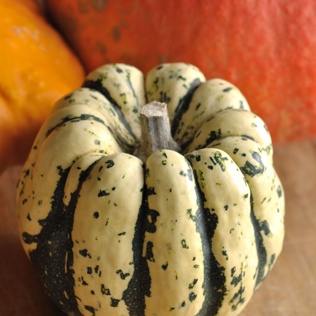 Squash Sweet dumpling organic seeds - Cucurbita pepo