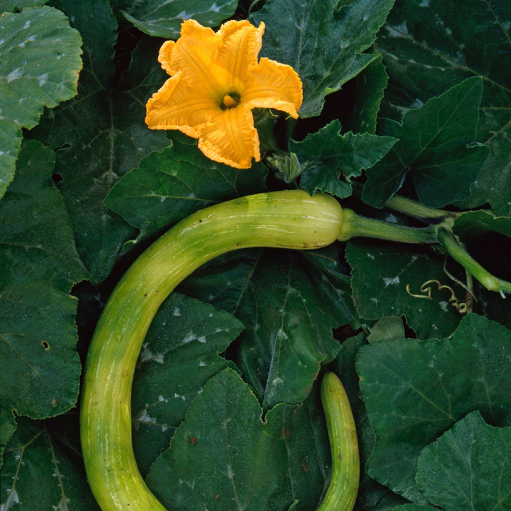 Squash Tromba d'Albenga - Cucurbita moschata