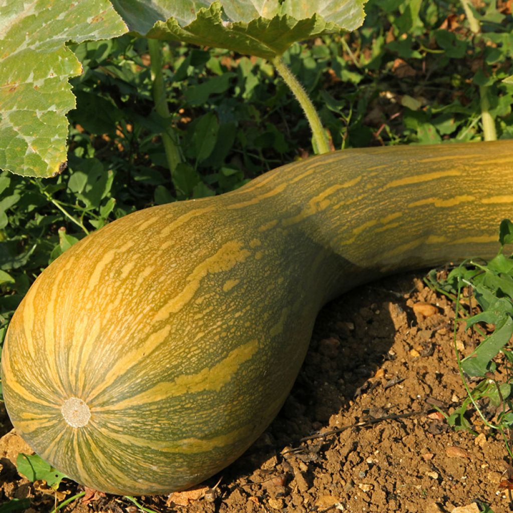 Squash Longue de Nice - Vilmorin Seeds