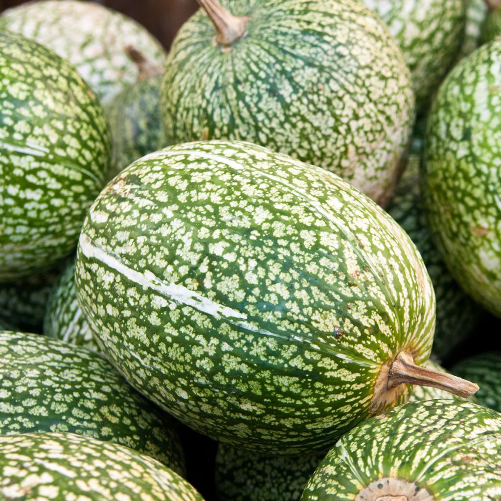 Cucurbita ficifolia organic seeds - Fig leaf squash