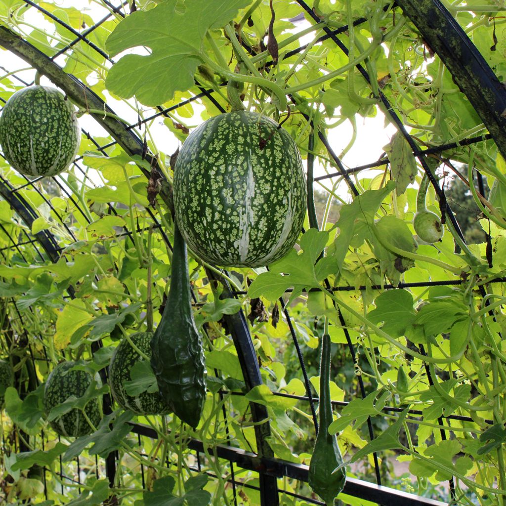 Cucurbita ficifolia organic seeds - Fig leaf squash