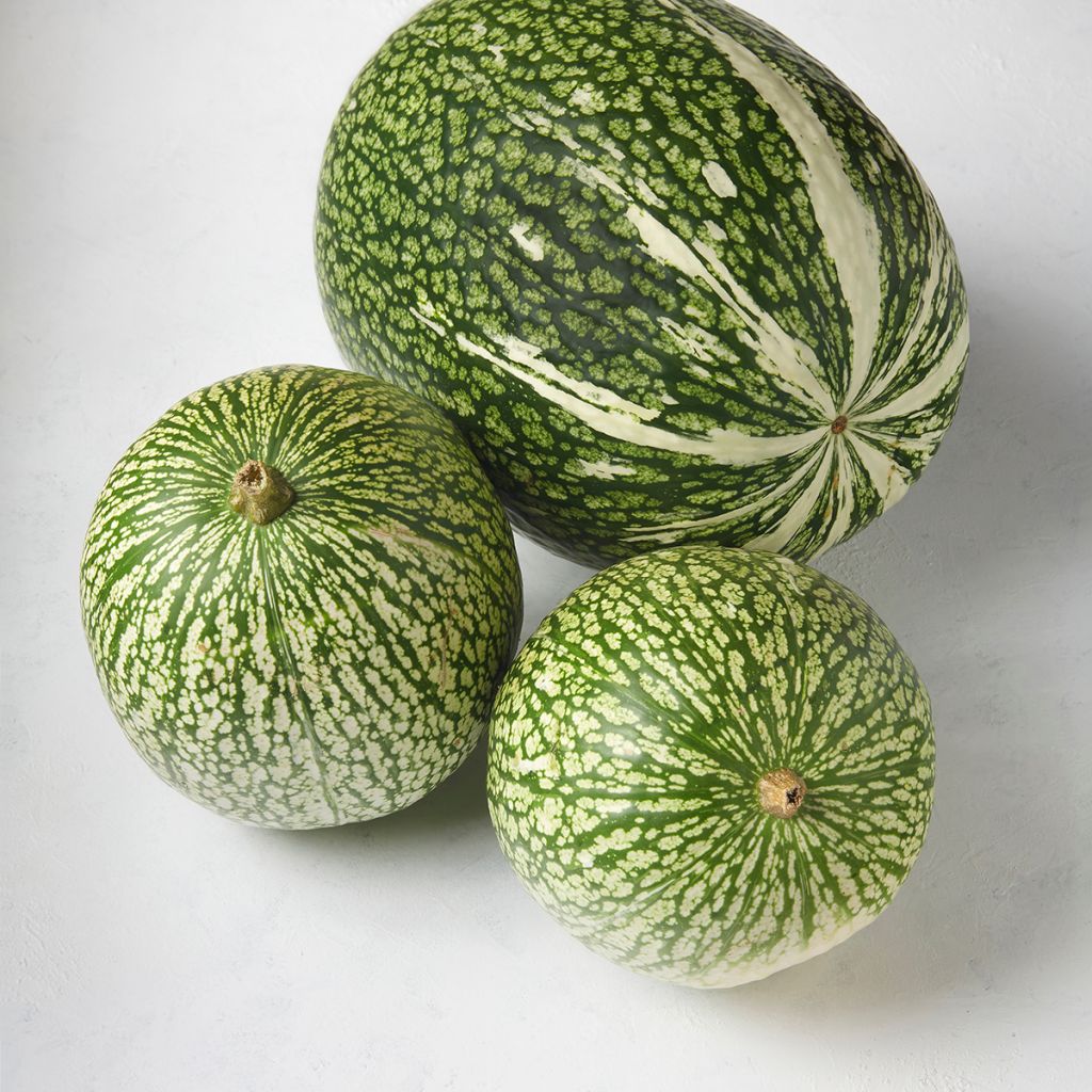 Cucurbita ficifolia organic seeds - Fig leaf squash