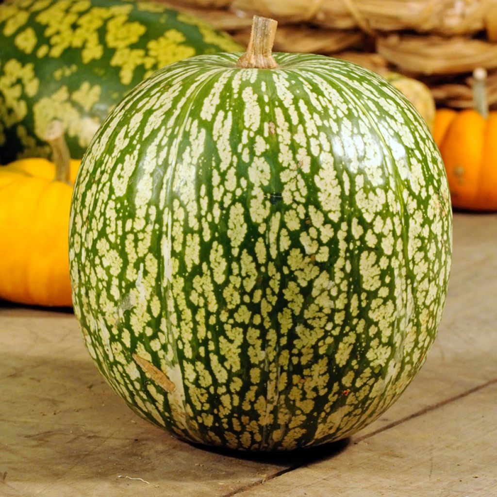 Cucurbita ficifolia organic seeds - Fig leaf squash