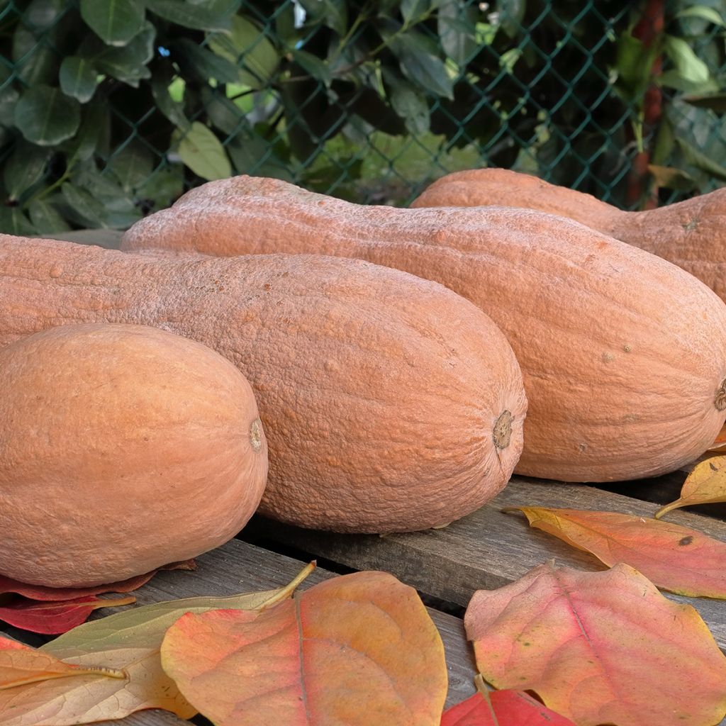 Cucurbita moschata Violina - Organic
