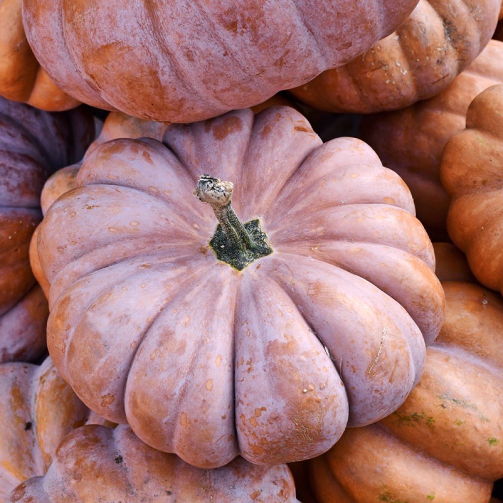 Winter Squash Muscade - Musquée de Provence