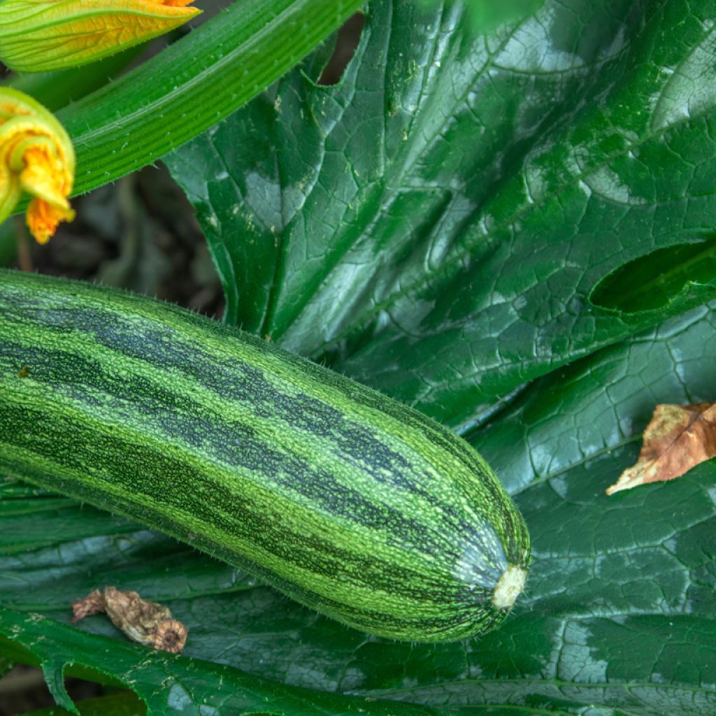 Courgette Cocozelle