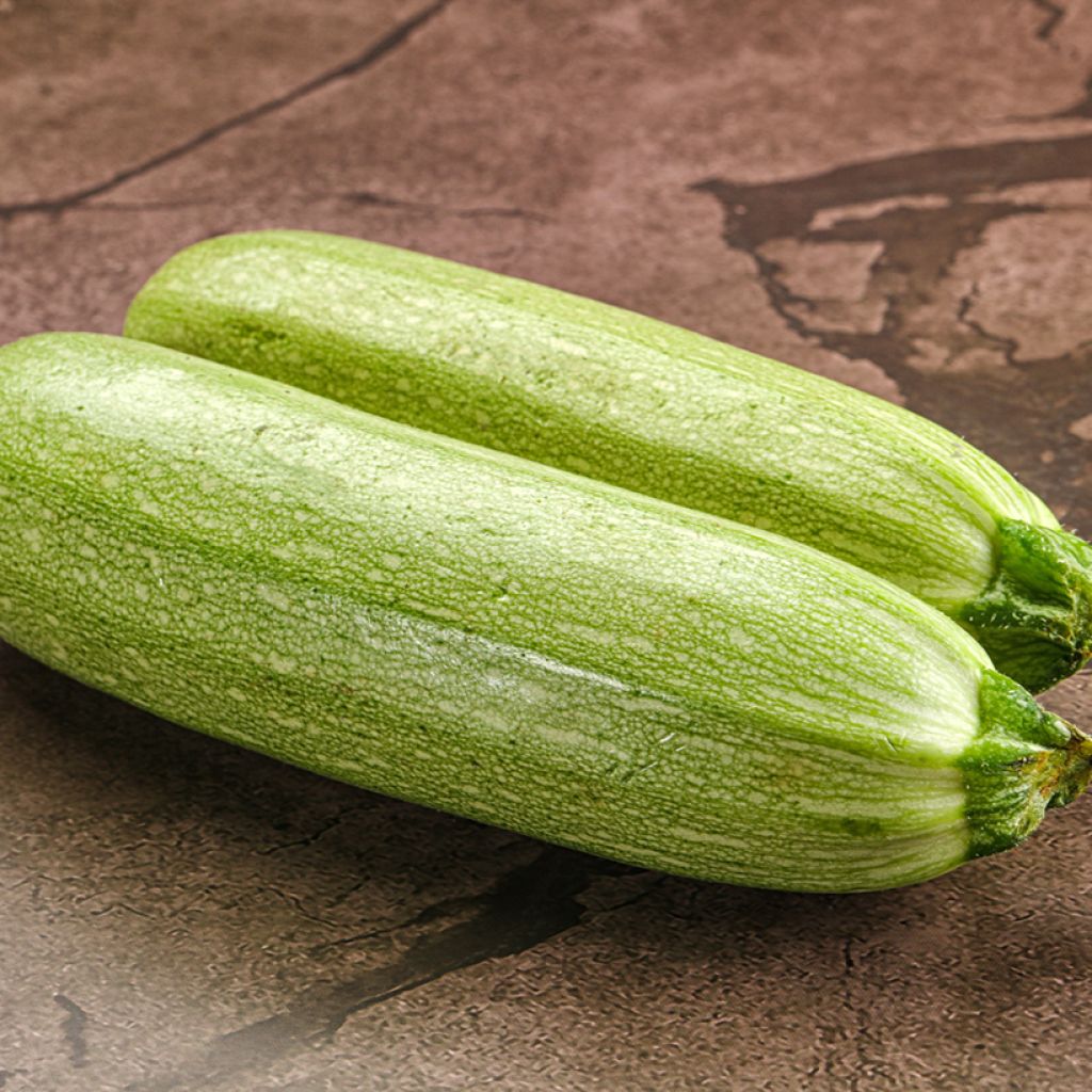 Organic Zucchini Amalthee F1 - Cucurbita pepo