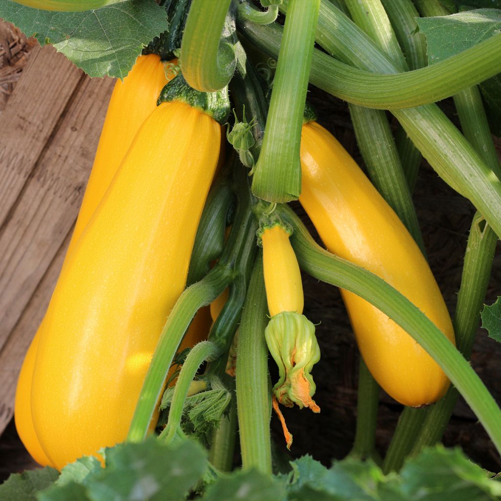 Zucchini Atena Polka seeds - Cucurbita pepo