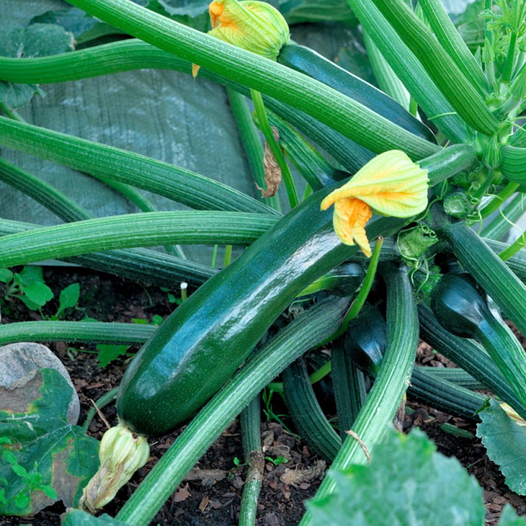 Courgette Baccara F1