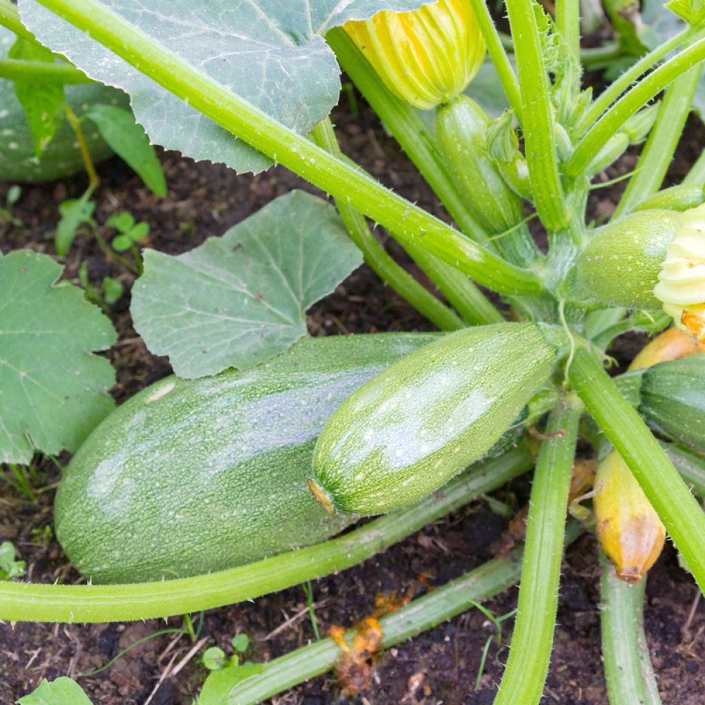 Courgette Greyzini - Ferme de Sainte Marthe Seeds