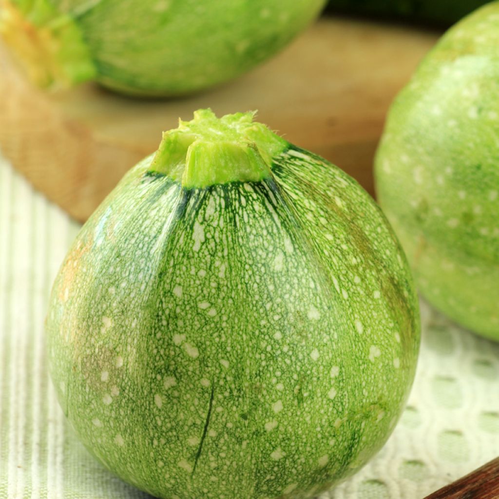 Zucchini Tondo di Toscana - Cucurbita pepo