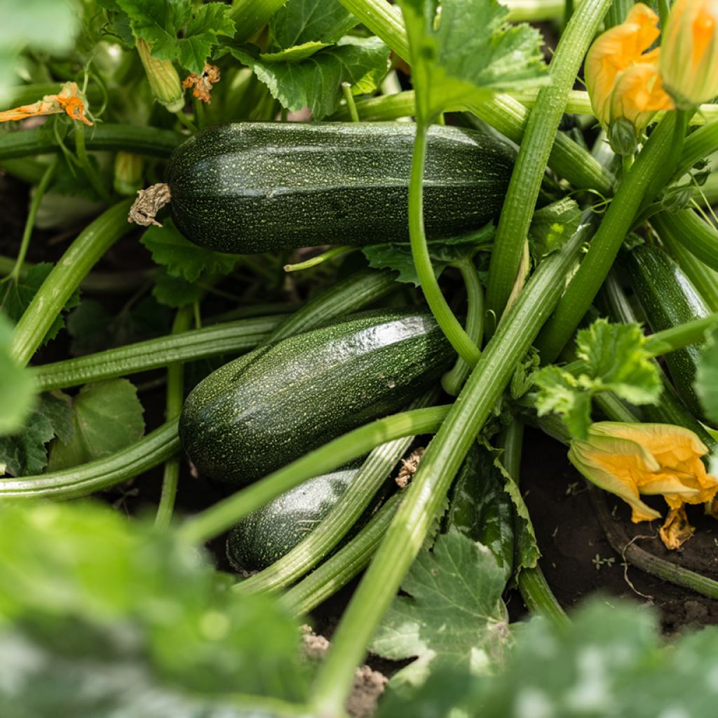 Courgette Black Beauty - Verde di Milano