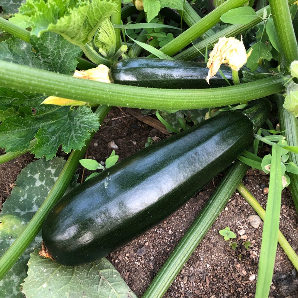 Zucchini Black Beauty - Cucurbita pepo