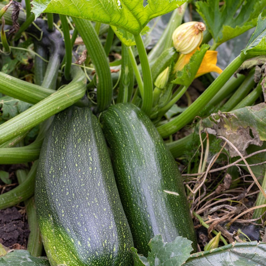 Non-Trailing Zucchini - Cucurbita pepo