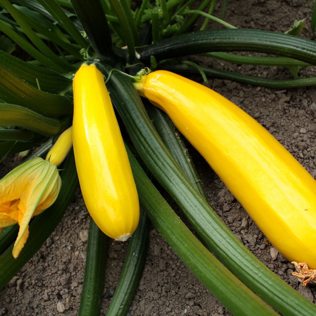 Zucchini Orelia F1 Plants - Cucurbita pepo