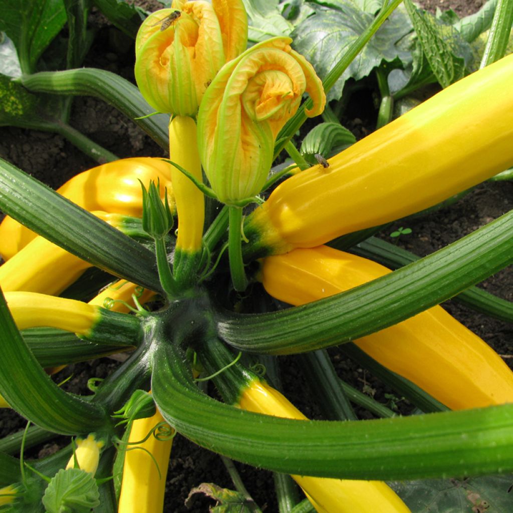 Zucchini Sebring F1 plants - Cucurbita pepo