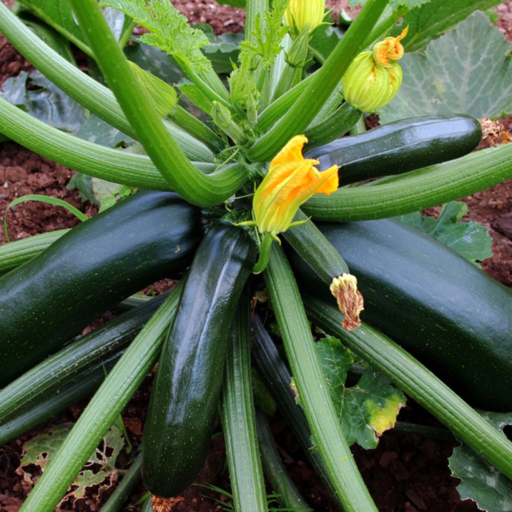 Courgette Verte Noire Maraîchère - Vilmorin Seeds