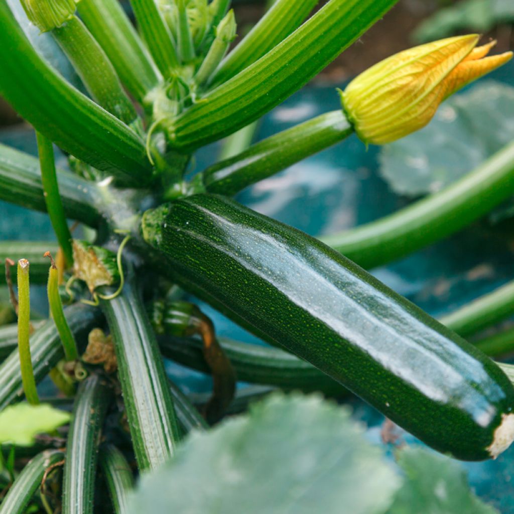 Courgette Verte Noire Maraîchère - Vilmorin Seeds