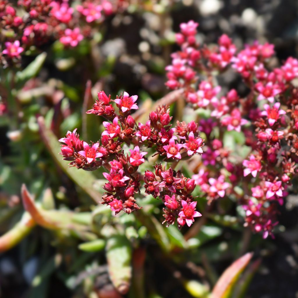 Crassula exilis subsp. schmidtii