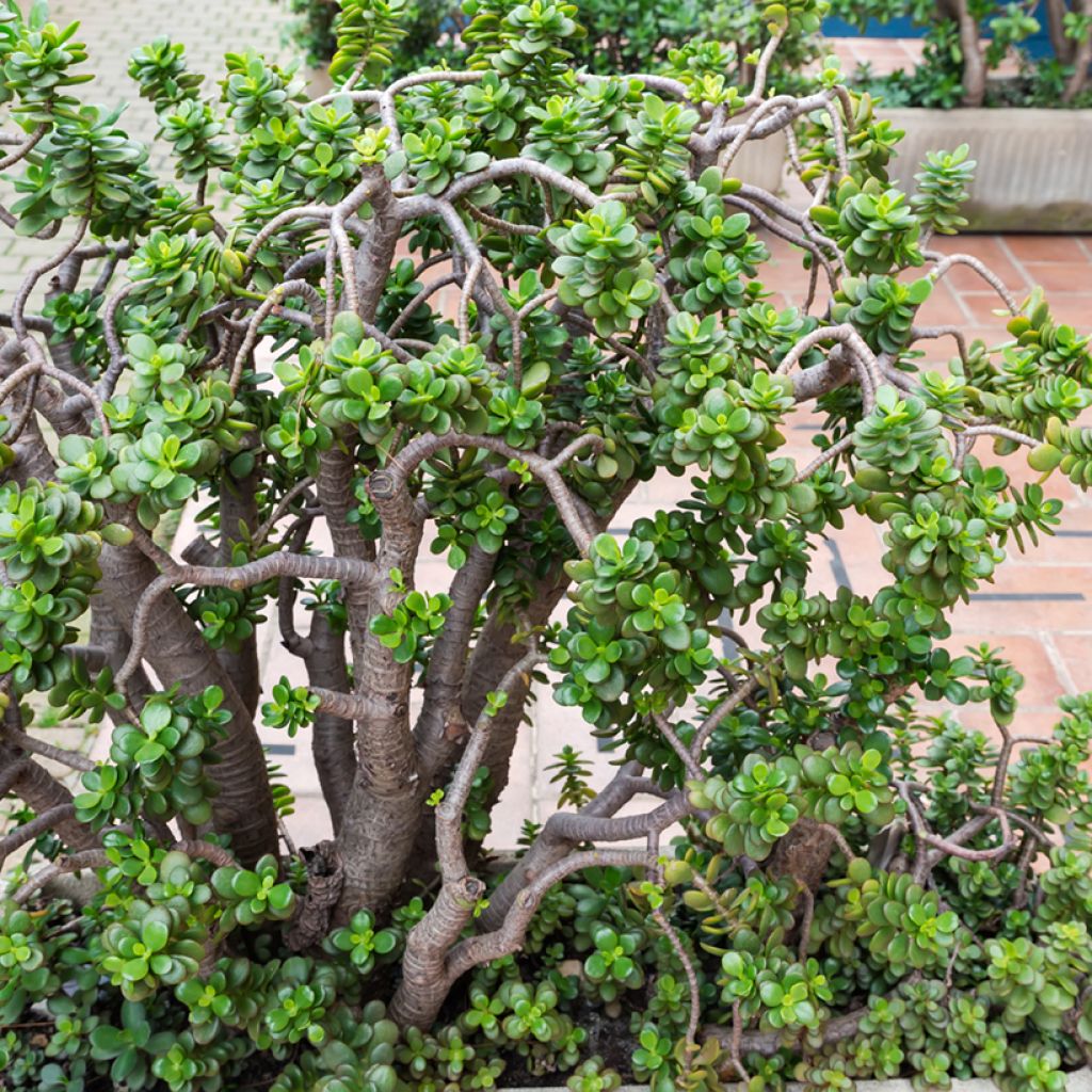 Crassula ovata - Jade plant