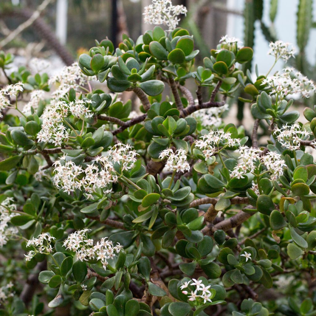 Crassula ovata - Jade plant