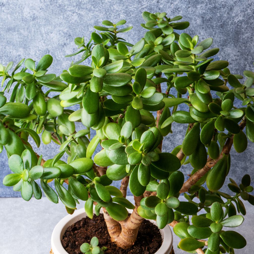 Crassula ovata - Jade plant