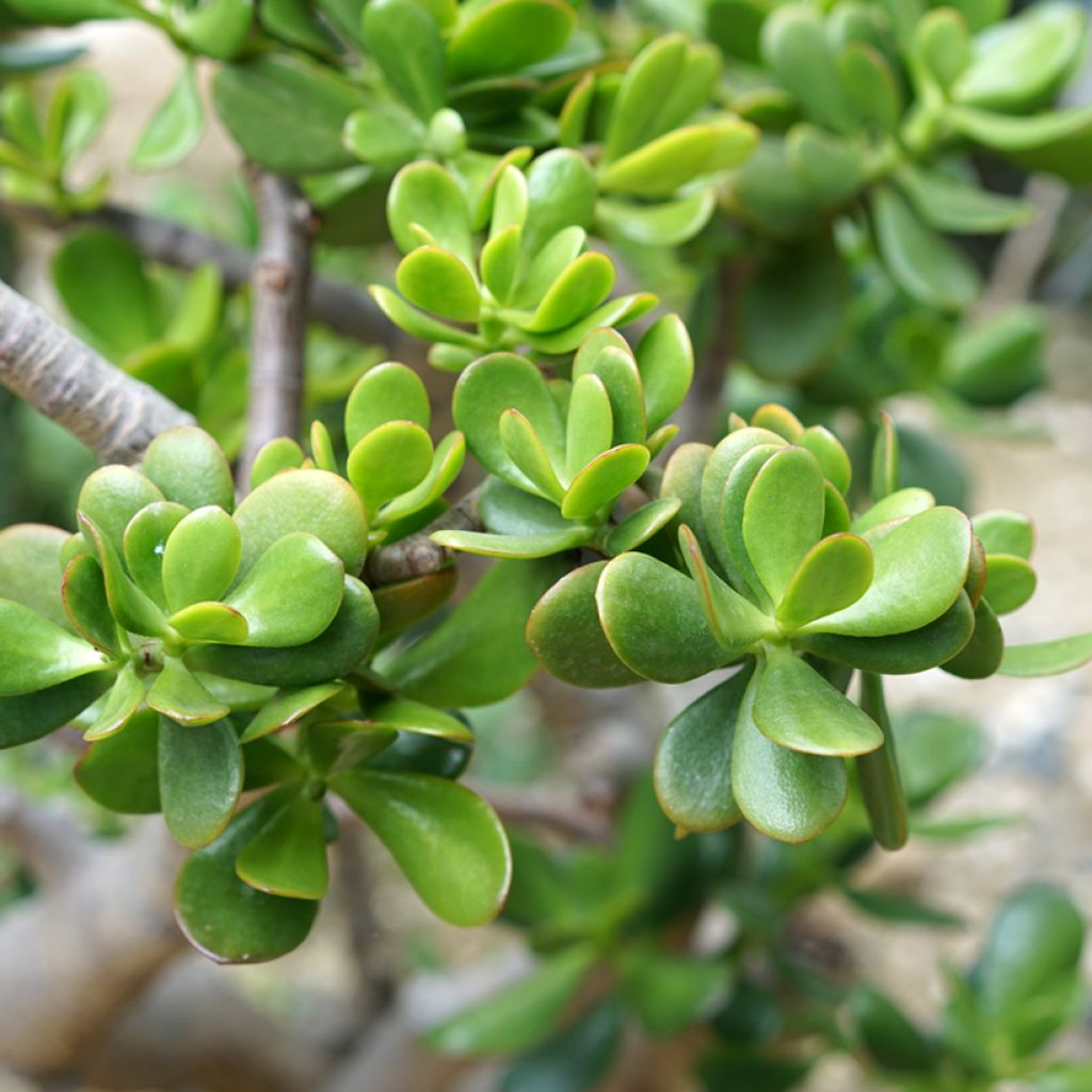 Crassula ovata - Jade plant
