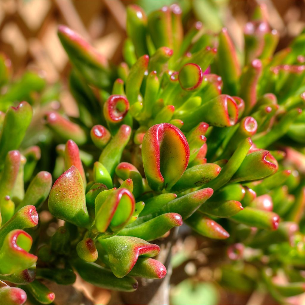 Crassula ovata Hobbit