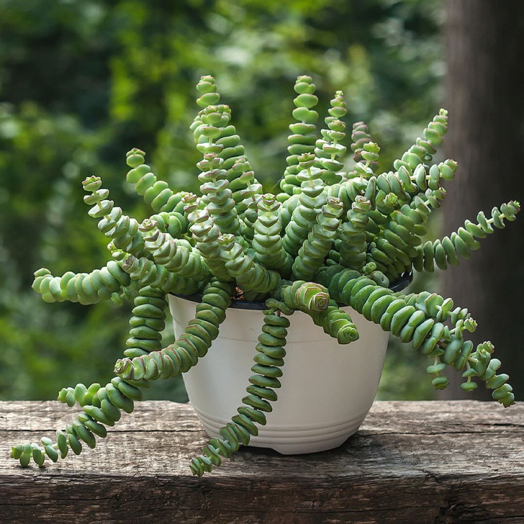 Crassula perforata - String of buttons